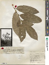 Castanea mollissima image