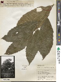 Castanea mollissima image