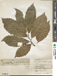 Castanea mollissima image