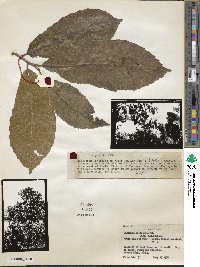 Castanea mollissima image