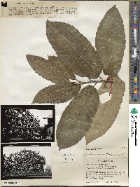 Castanea mollissima image