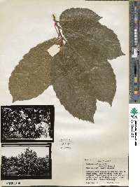 Castanea mollissima image