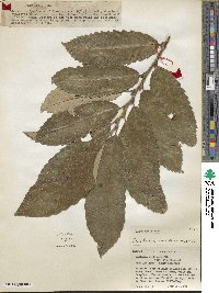 Castanea mollissima image