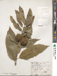 Castanea mollissima image