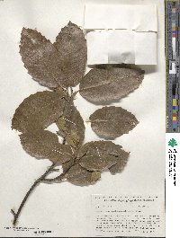 Castanea mollissima image