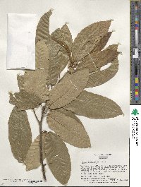 Castanea mollissima image