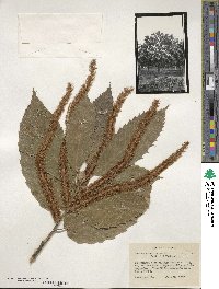 Castanea mollissima image