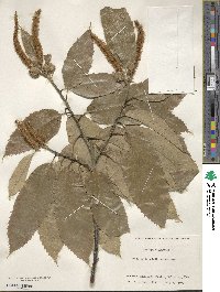 Castanea mollissima image