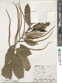 Castanea mollissima image