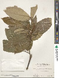 Castanea mollissima image