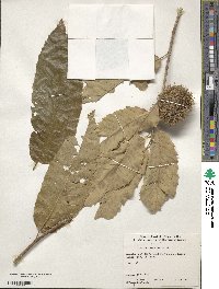 Castanea mollissima image