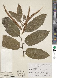 Castanea mollissima image