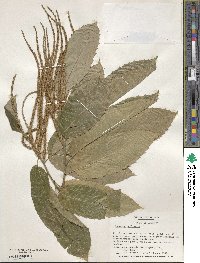 Castanea mollissima image