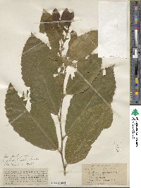 Castanea mollissima image