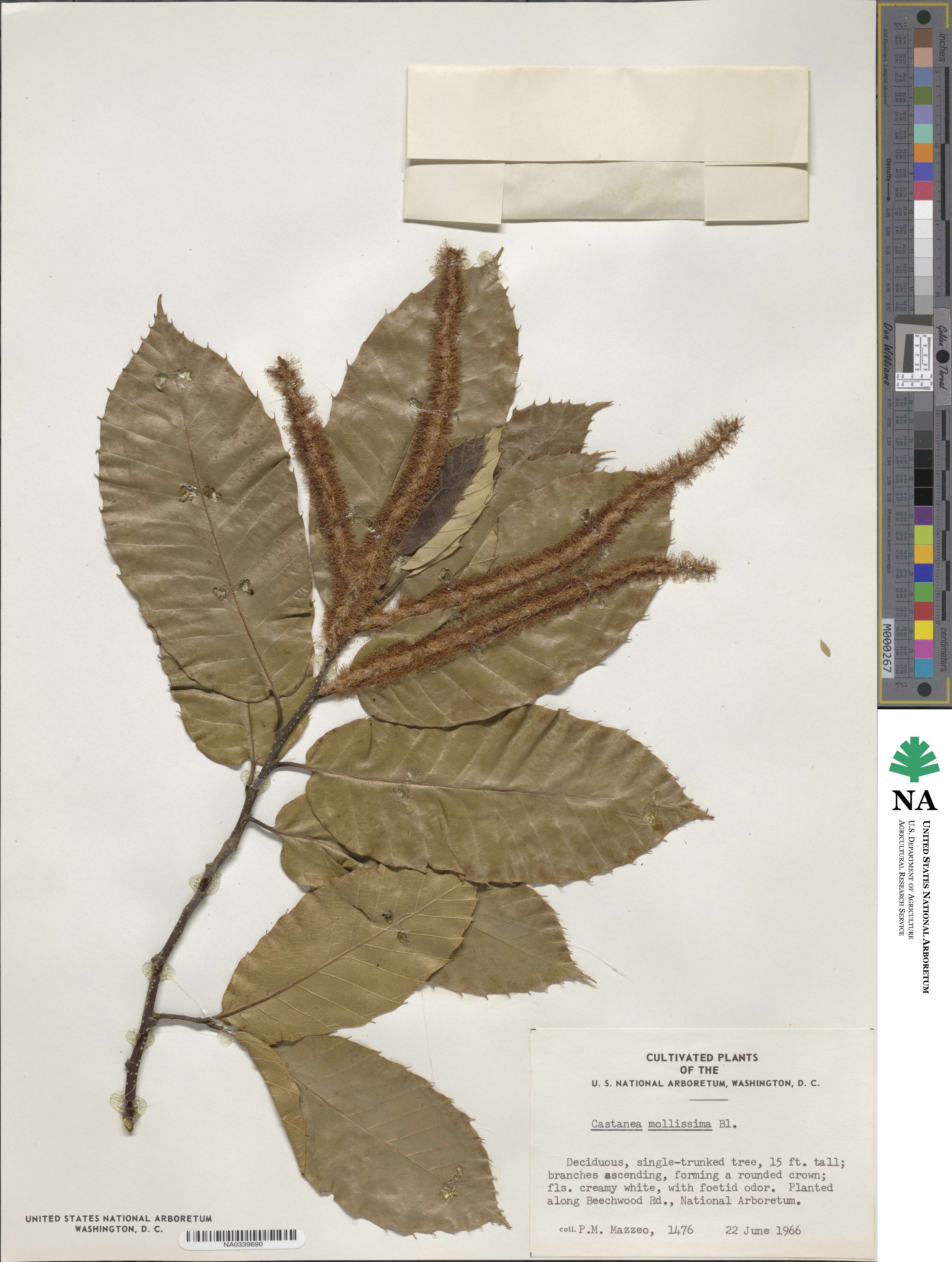 Castanea mollissima image