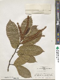 Castanea mollissima image