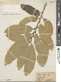 Castanea mollissima image