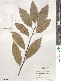 Castanea mollissima image