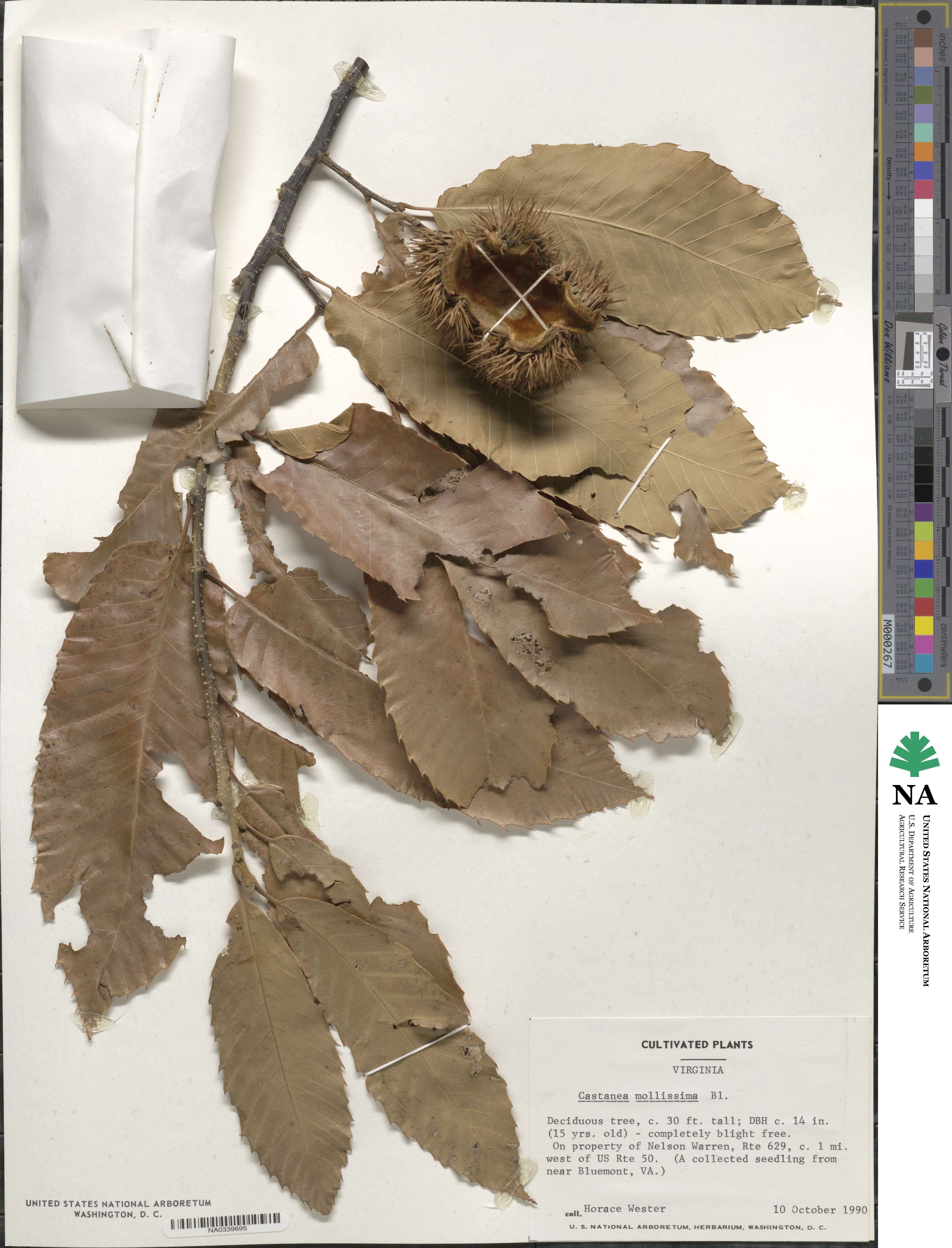 Castanea mollissima image