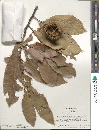 Castanea mollissima image