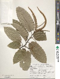 Castanea mollissima image