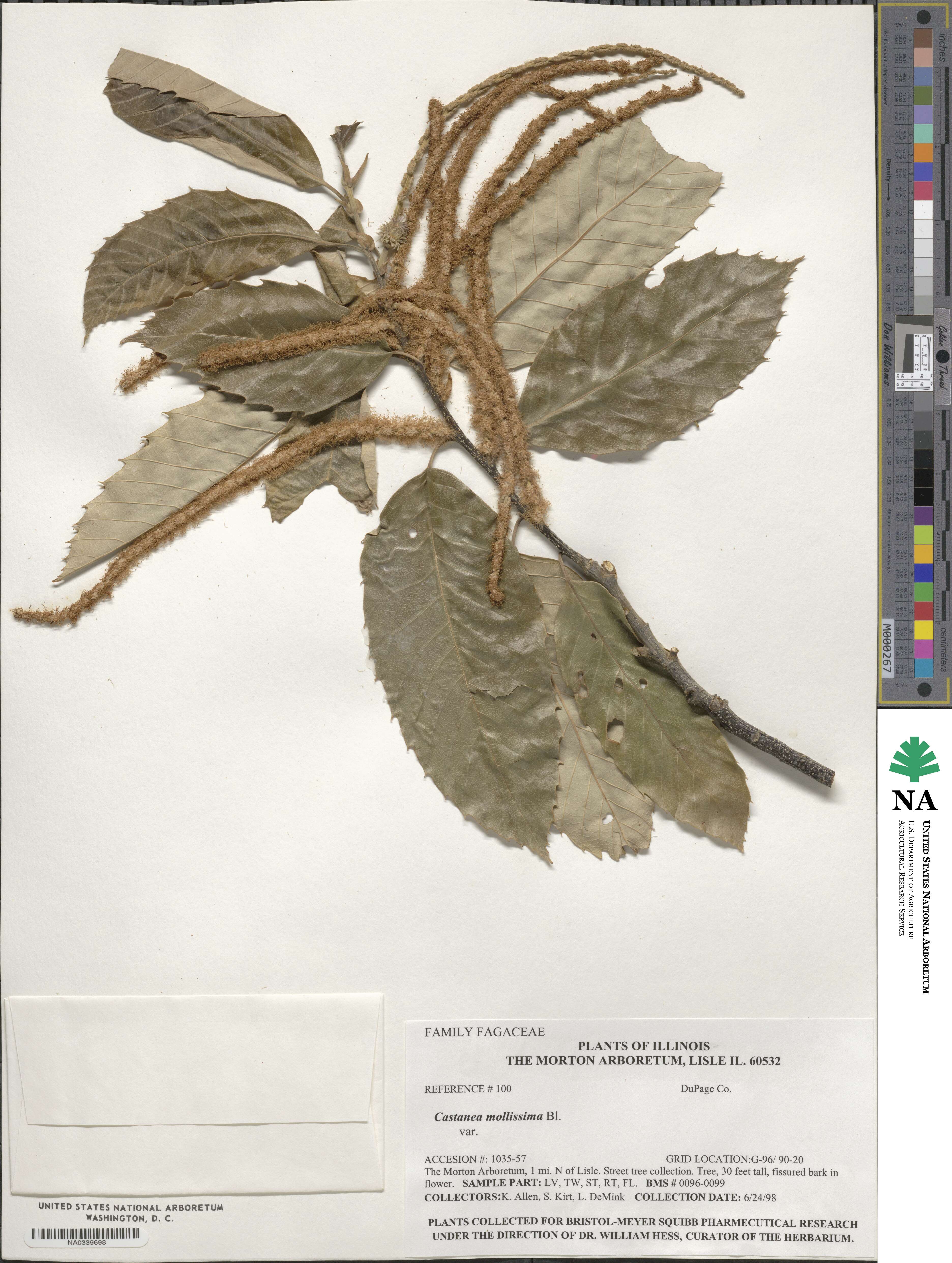 Castanea mollissima image