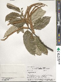 Castanea mollissima image