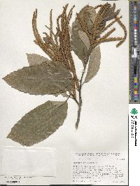 Castanea mollissima image