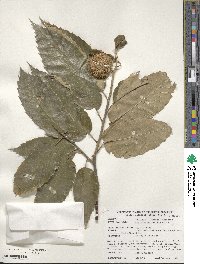 Castanea mollissima image