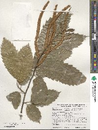 Castanea mollissima image