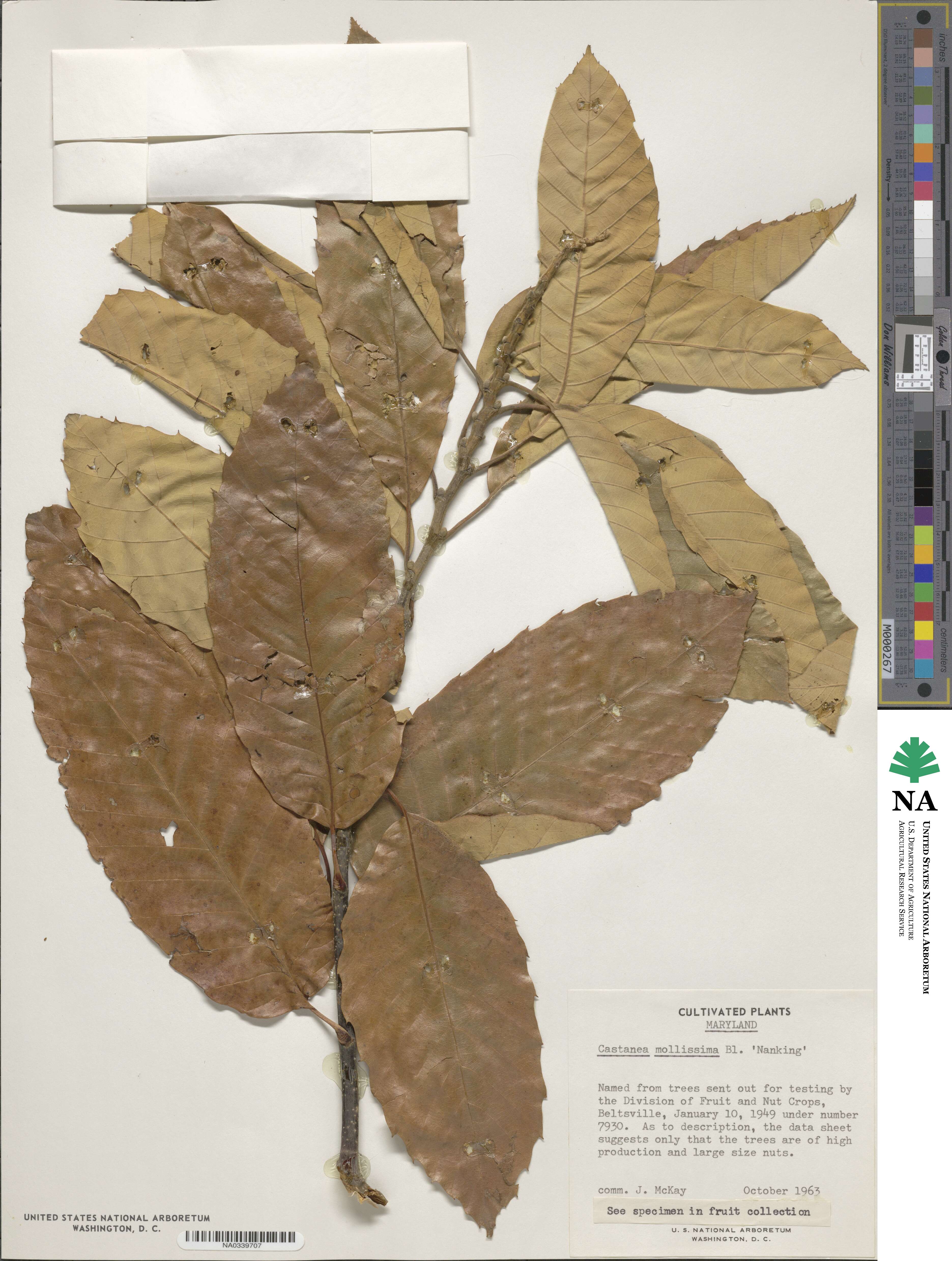 Castanea mollissima 'Nanking' image