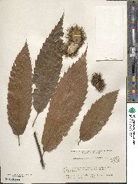 Castanea neglecta image