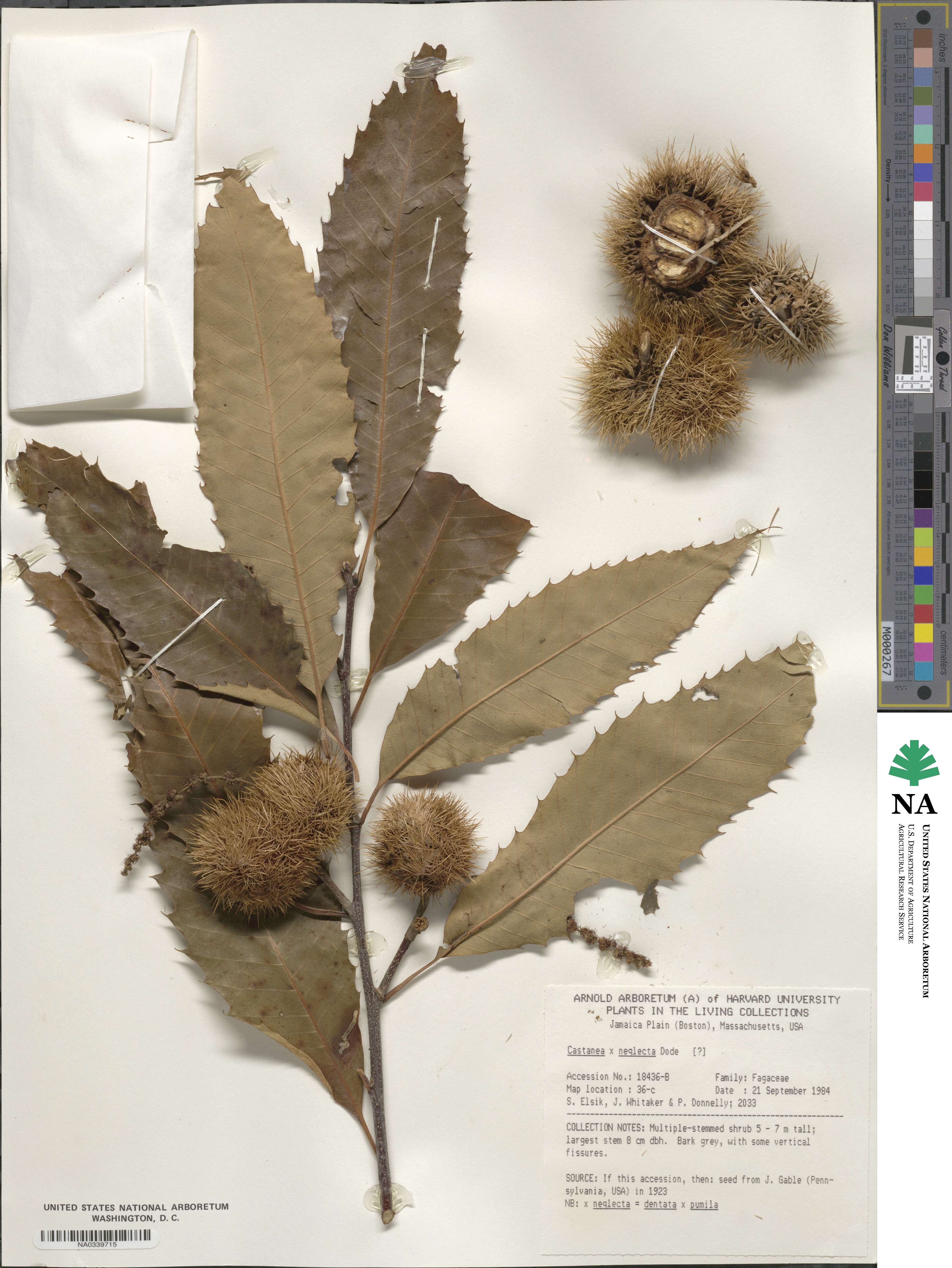 Castanea neglecta image