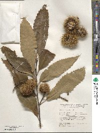 Castanea neglecta image