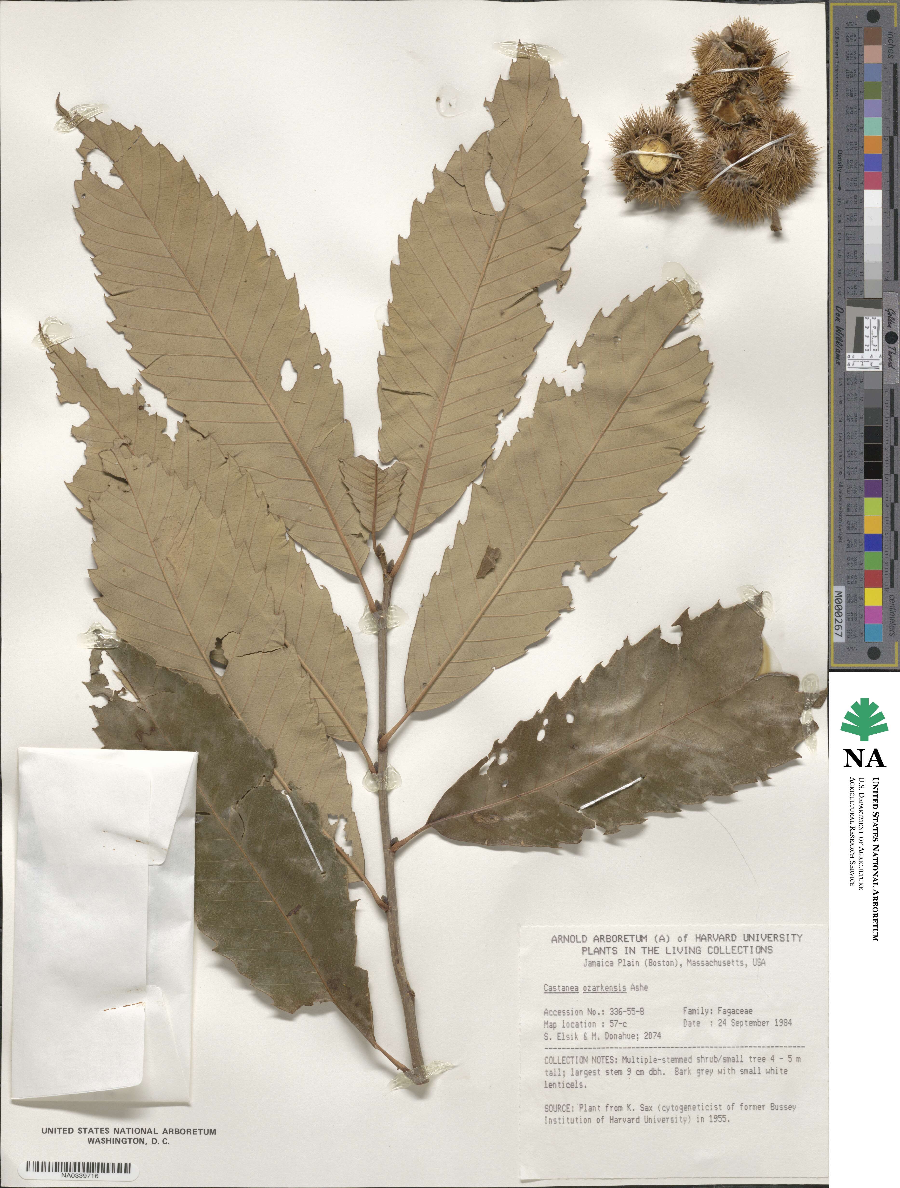 Castanea ozarkensis image