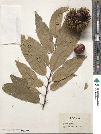 Castanea sativa image