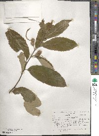 Castanea pumila image