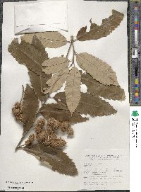 Castanea pumila image