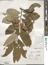 Castanea pumila image