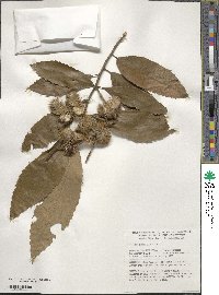 Castanea pumila image