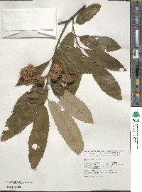 Castanea pumila image