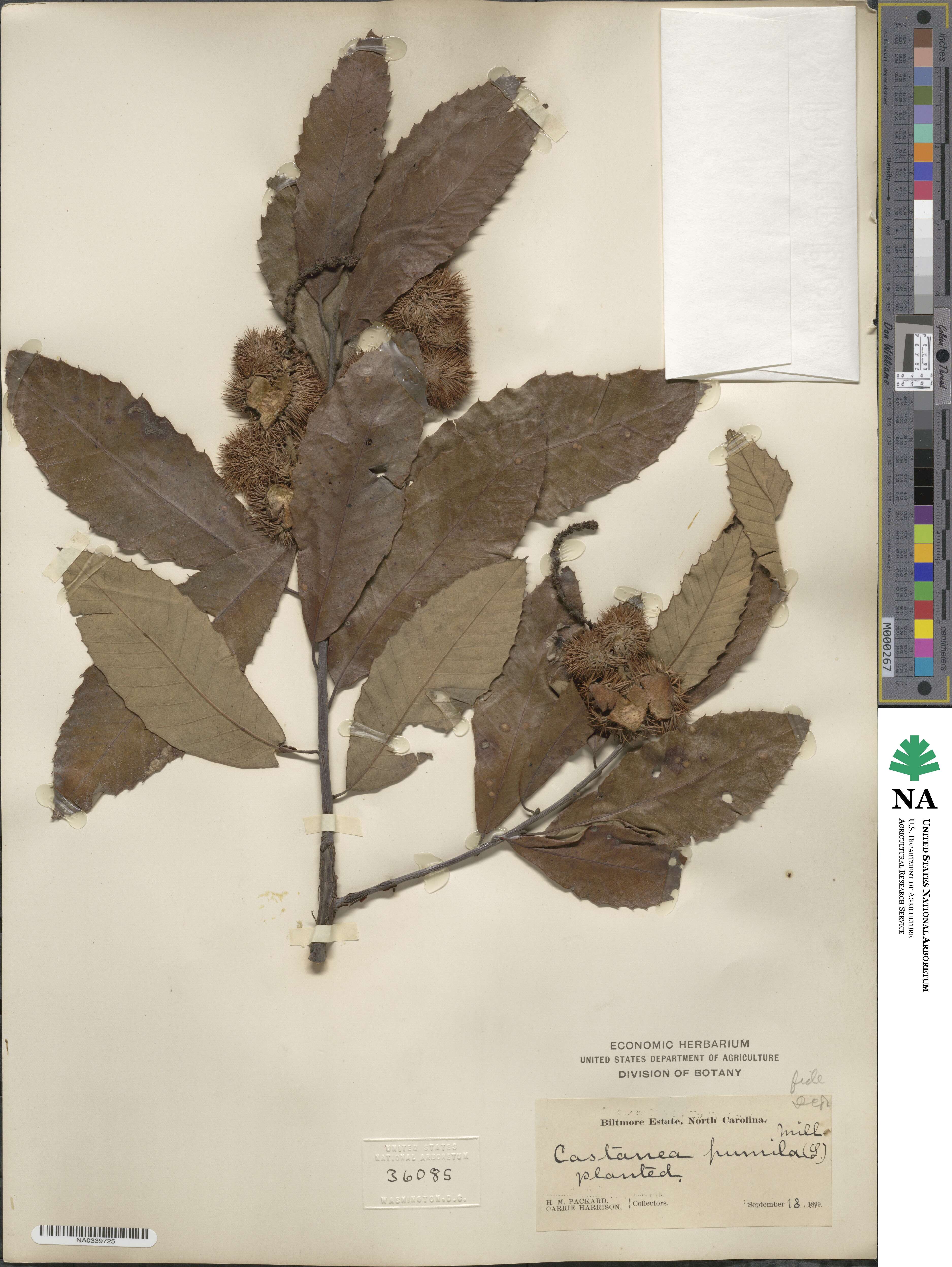 Castanea image