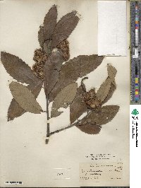 Castanea pumila image