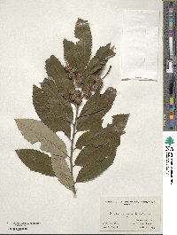 Castanea pumila image