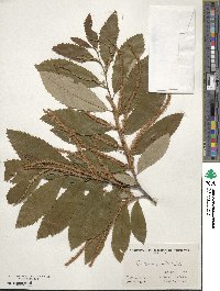 Castanea pumila image