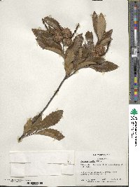 Castanea pumila image