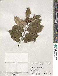 Castanea pumila image