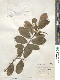 Castanea pumila image