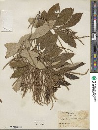 Castanea pumila image