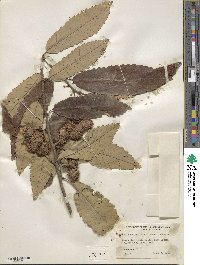 Castanea pumila image